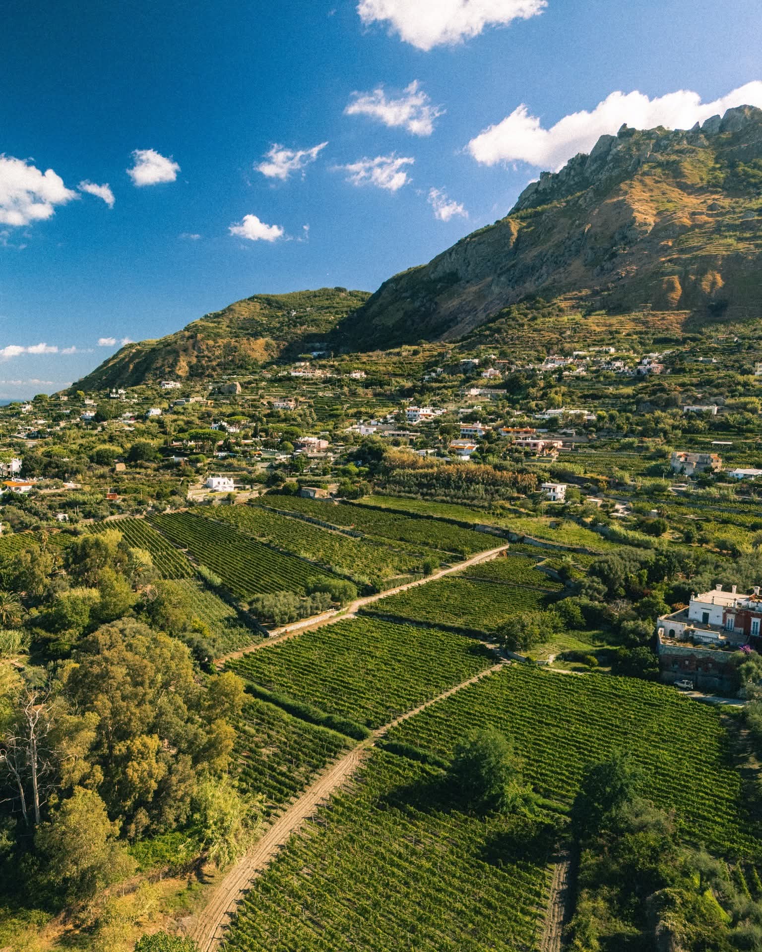 Degustazione di vini di Ischia tra vigneti terrazzati e cantine storiche — 2