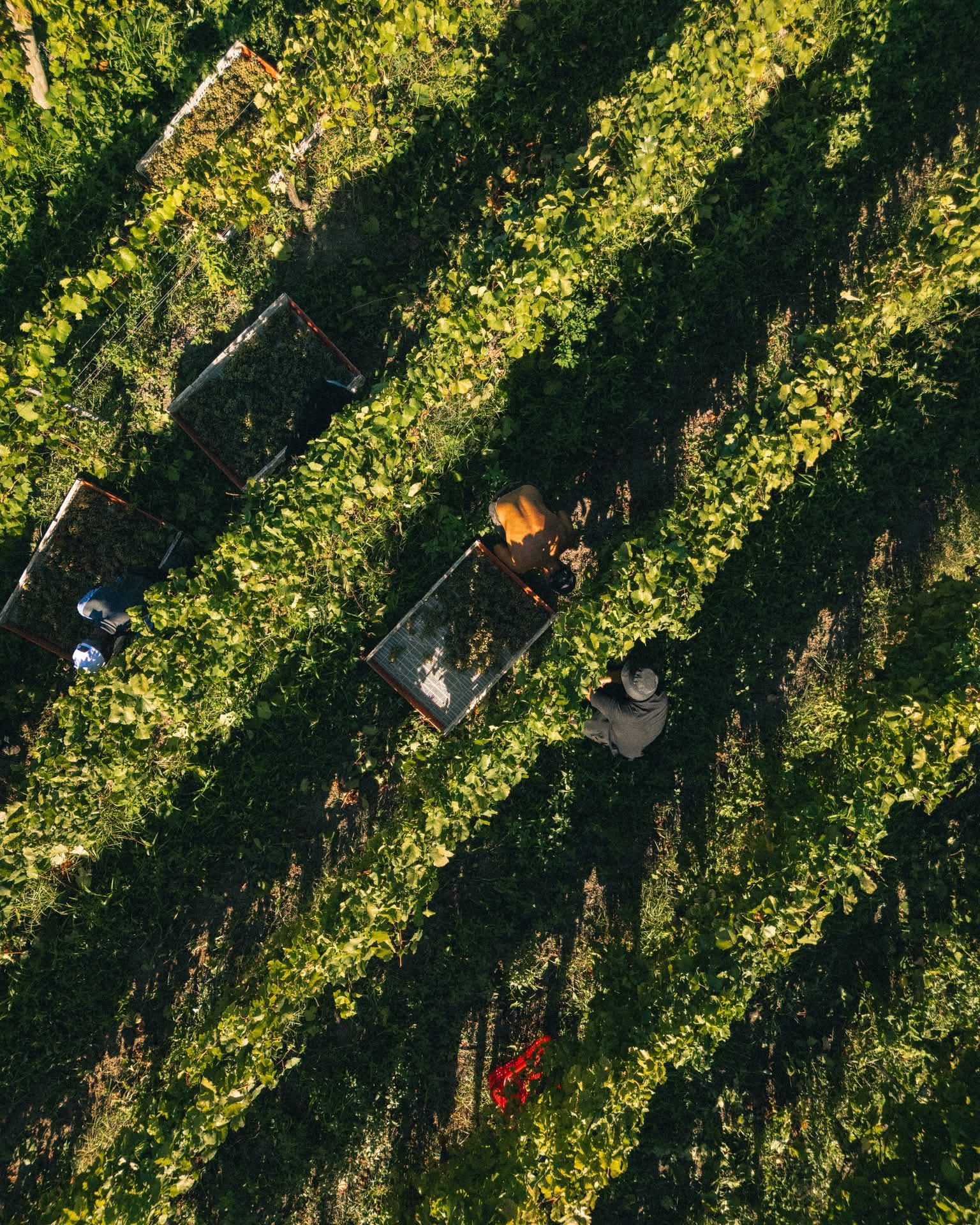 Degustazione di vini di Ischia tra vigneti terrazzati e cantine storiche — 3