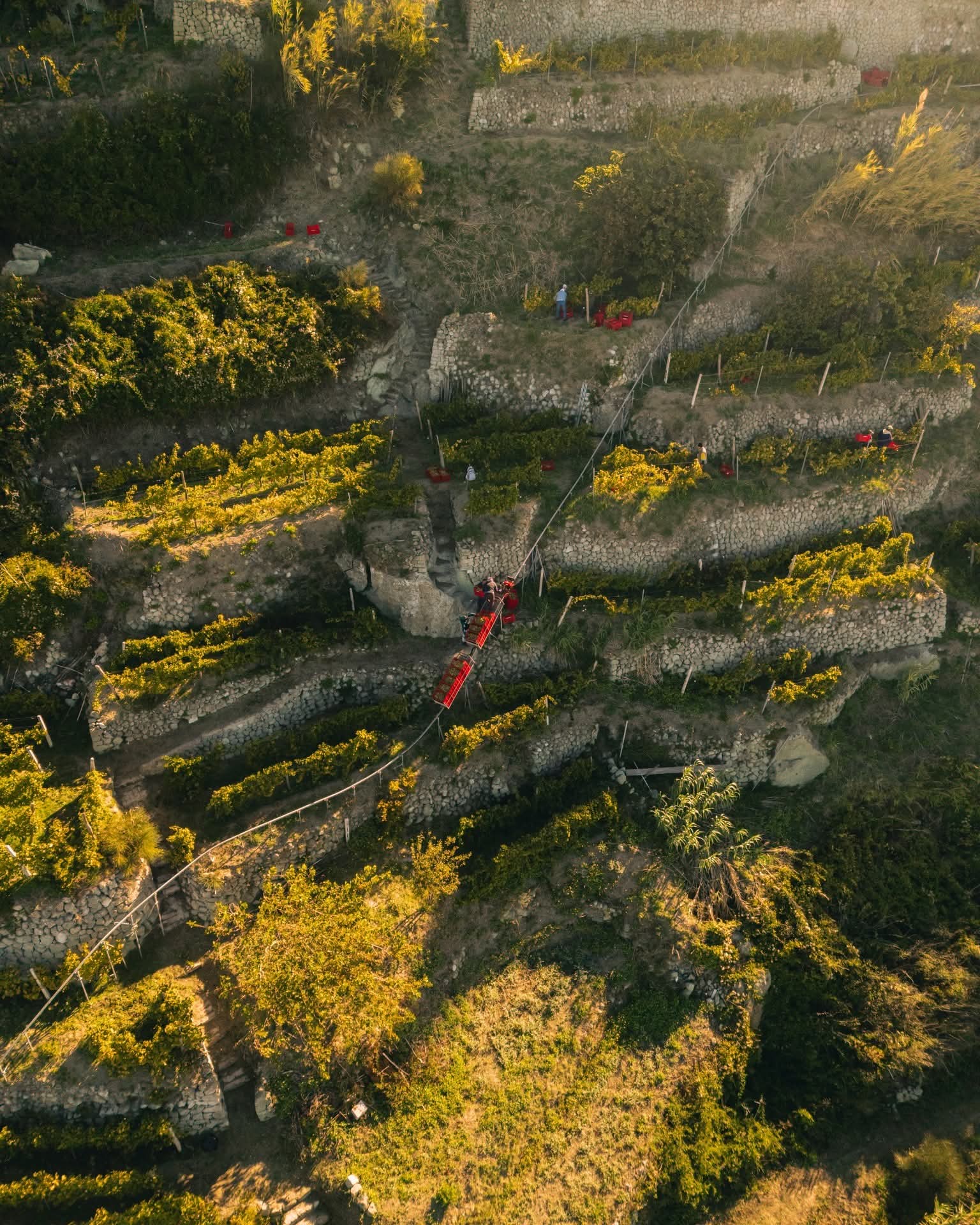 Degustazione di vini di Ischia tra vigneti terrazzati e cantine storiche — 4